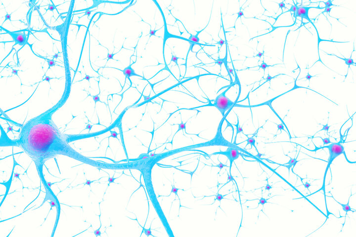 Neuronen Netz Nerven